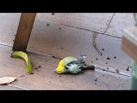 死鳥處理|死掉的鳥怎麼處理？